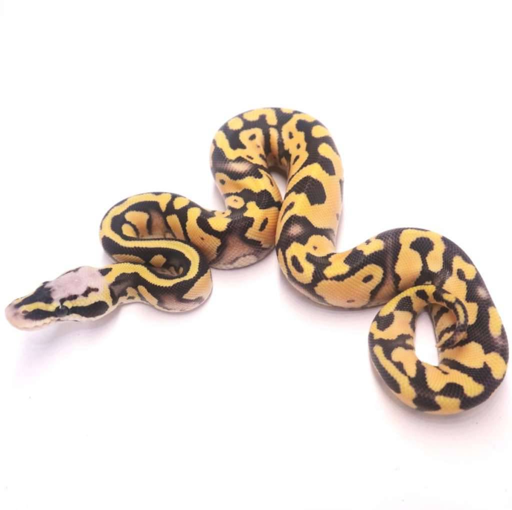 pastel-leopard-desert-ghost-F9LB4MFY3F