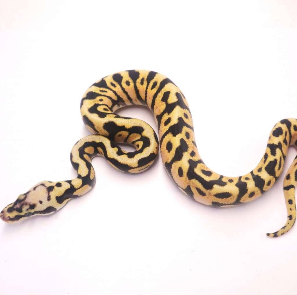 pastel-spotnose-het-desert-ghost-MFLOUZA0SR