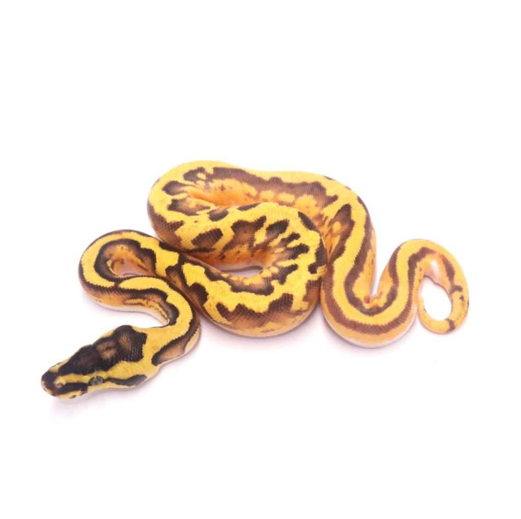 enchi-yellow-belly-pied-poss-od-4JVB6JWO0T