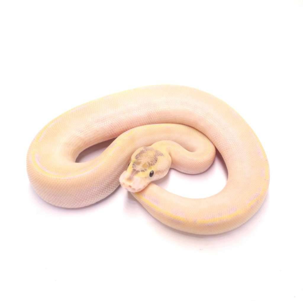ivory-het-pied-poss-black-pastel-enchi-3DT21DC33O