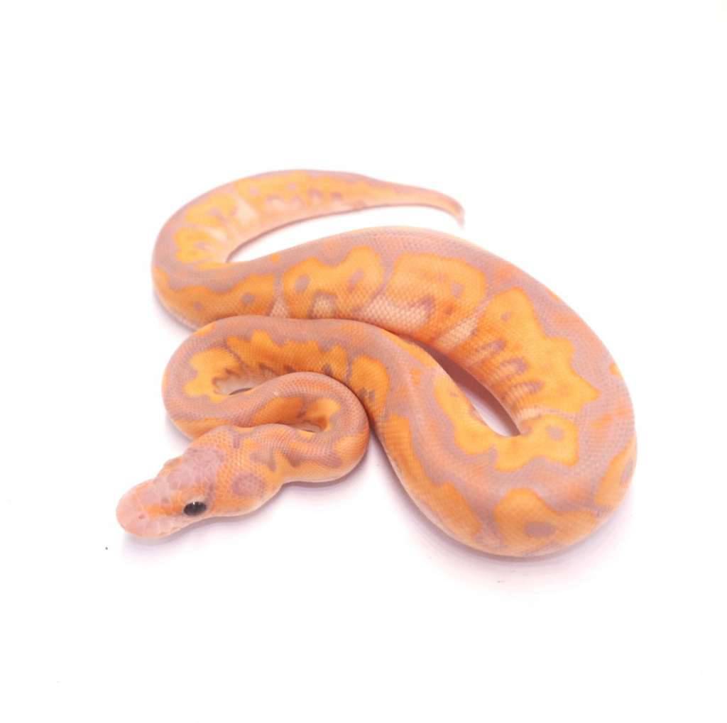 banana-black-pastel-clown-TE8P7ZXB2K