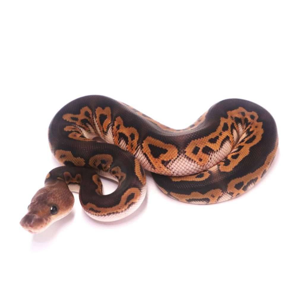 black-pastel-wookie-clown-2Q3BQEA7T7