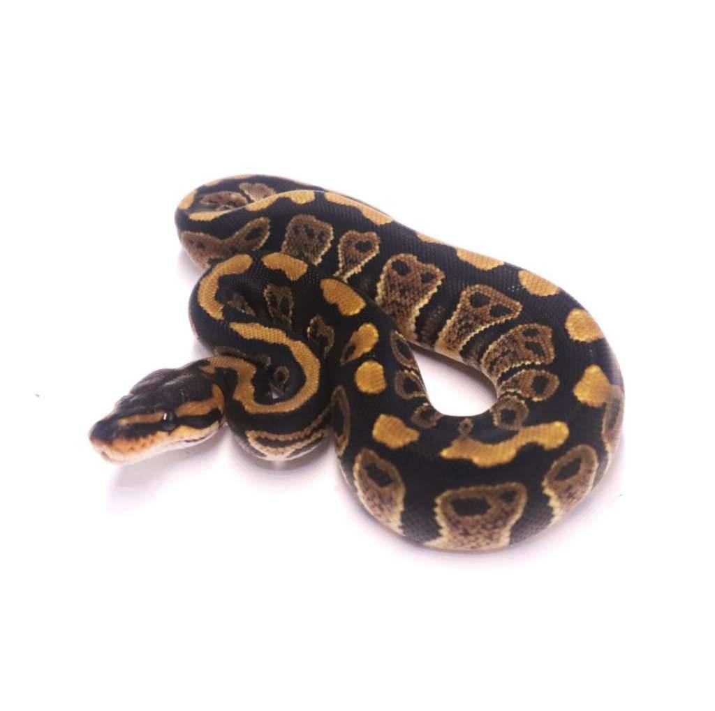 wookie-het-clown-PU4QRY5BN9