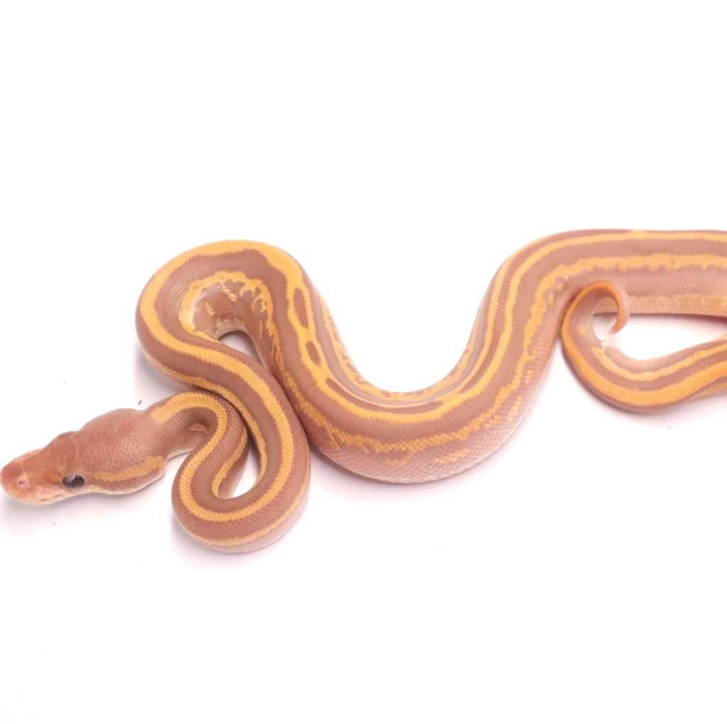 black-pastel-mojave-leopard-yellow-belly-ultramel-4PUFSOOY4Y