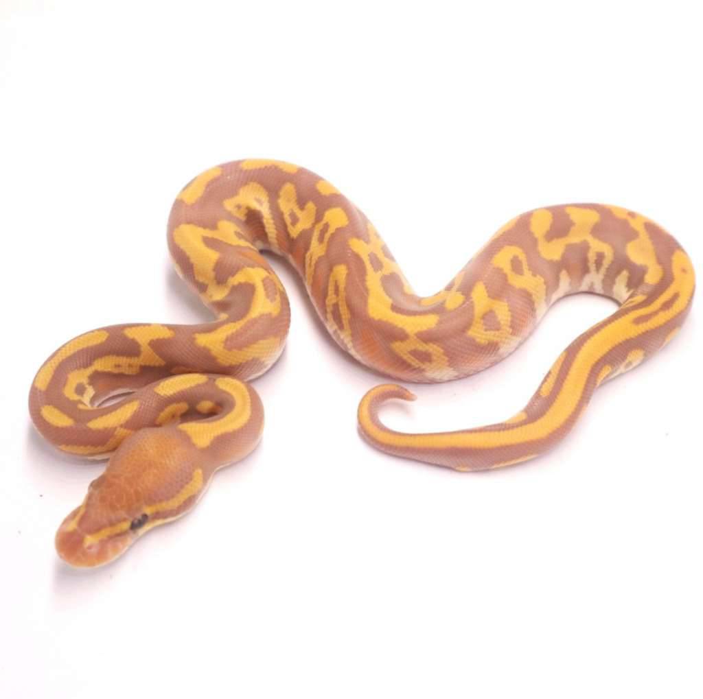leopard-yellow-belly-ultramel-LMIGQA5KUE