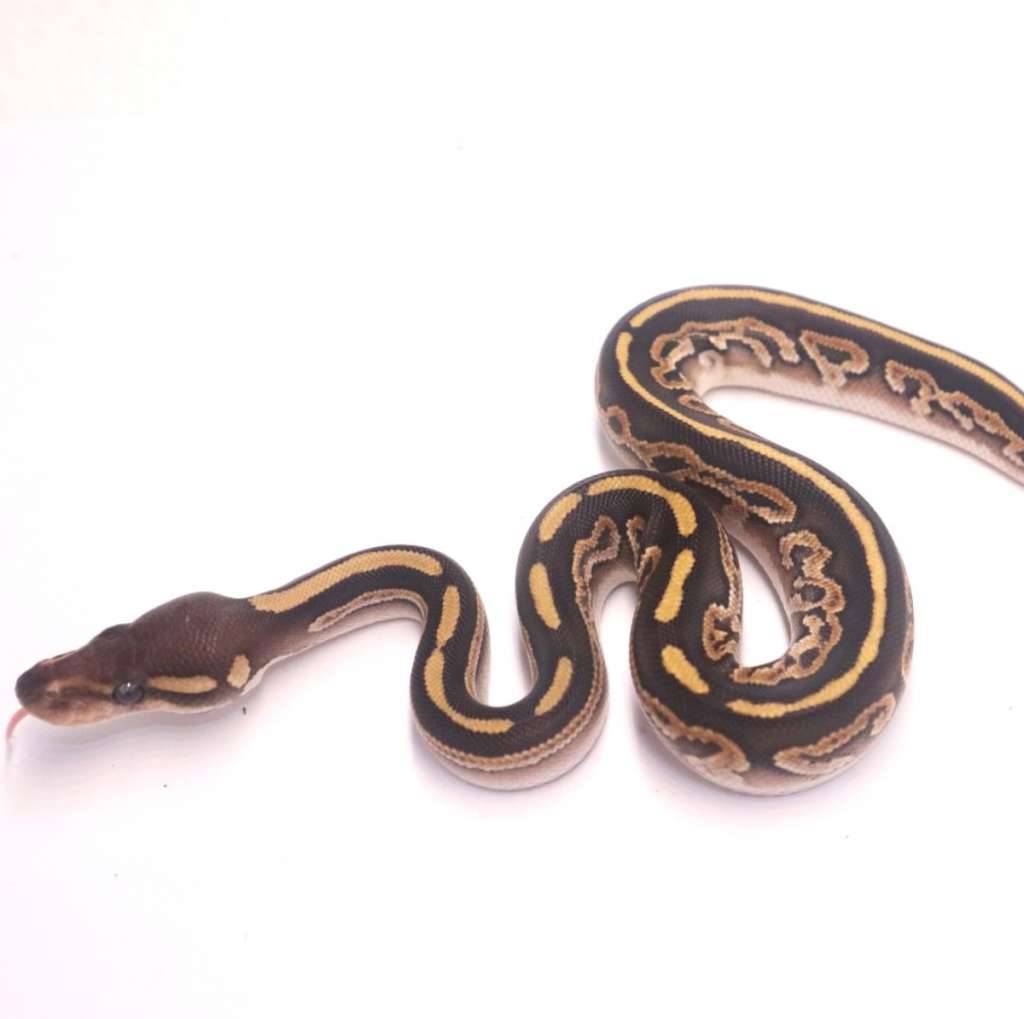 black-pastel-mojave-yellow-belly-poss-het-ultramel-pied-565U3EALA6