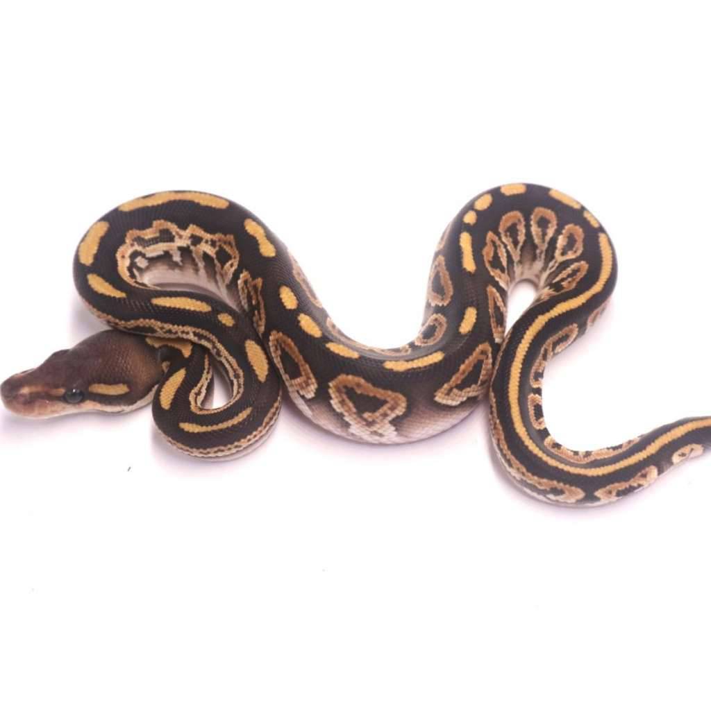 black-pastel-mojave-poss-het-ultramel-pied-VVAYA10212