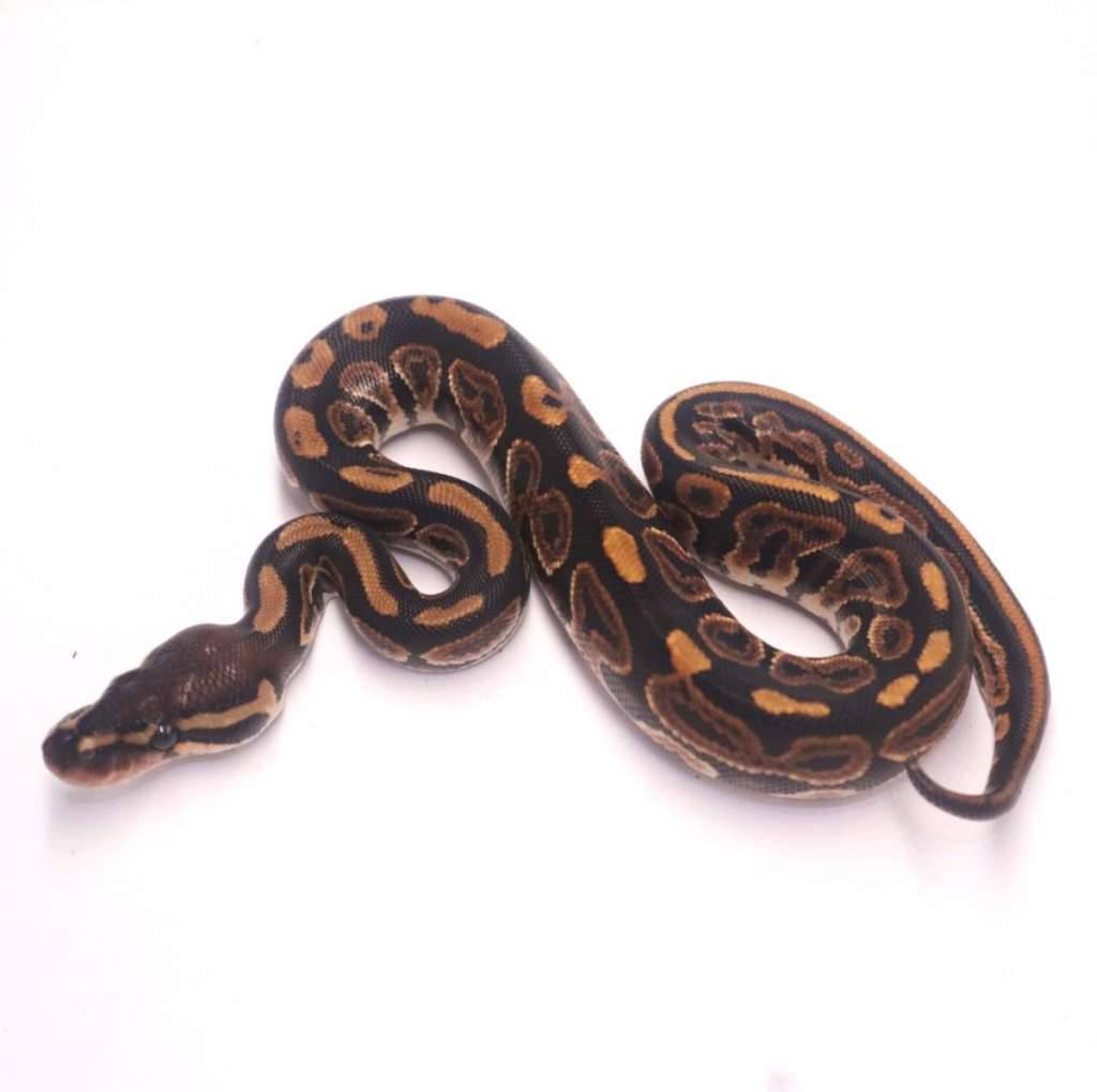 black-pastel-poss-het-ultramel-pied-ATI79I9WS6