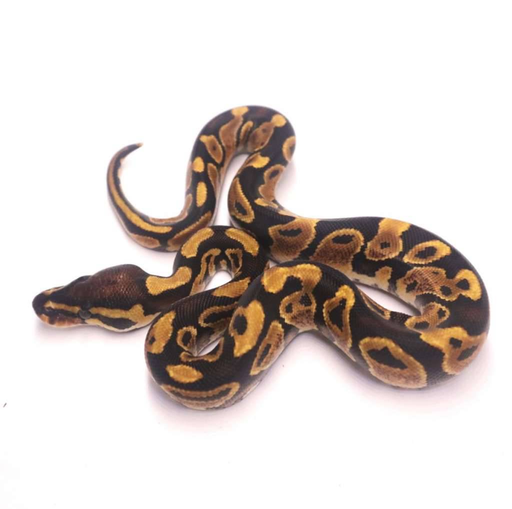 yellow-belly-poss-het-ultramel-pied-3JU4XOTNS8