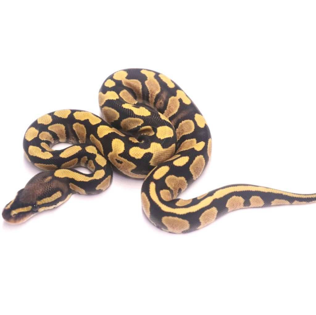 yellow-belly-desert-ghost-poss-het-clown-VOJH8GX8H3