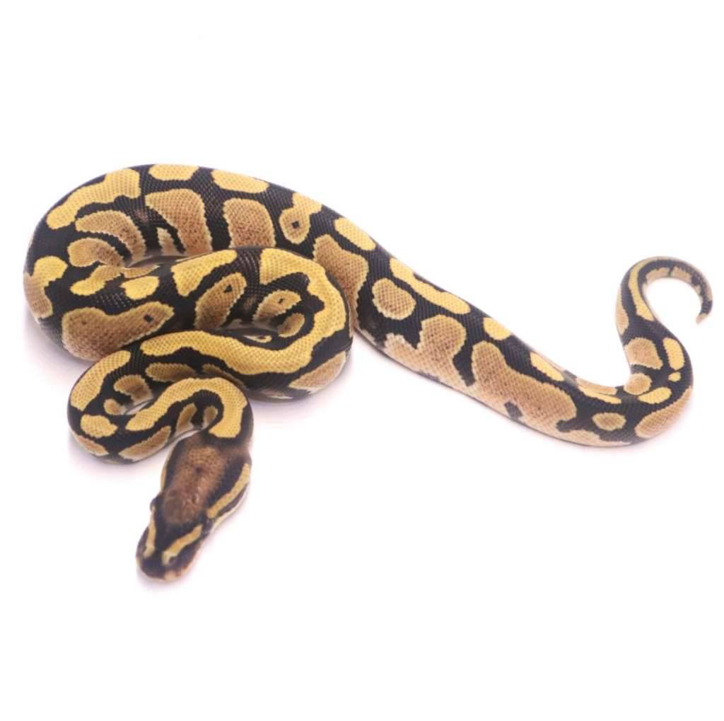 desert-ghost-poss-het-clown-LS6DMXHV1P