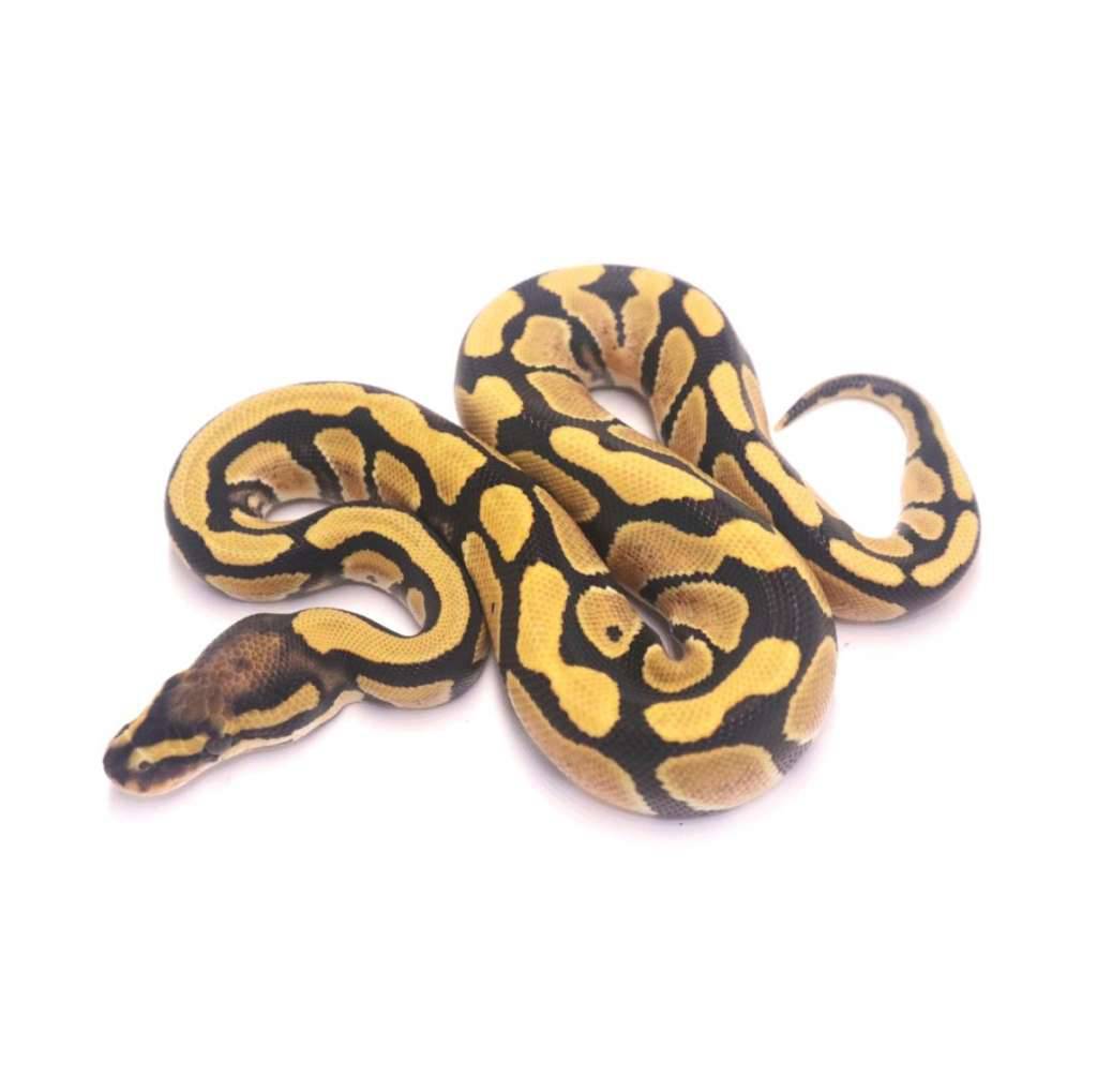 desert-ghost-poss-het-clown-LSZQ5N2UYE