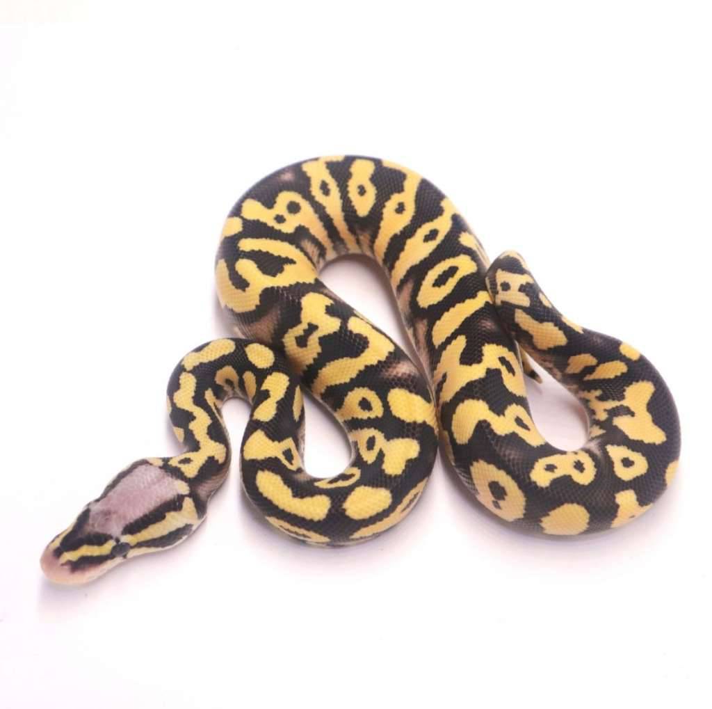 pastel-yellow-belly-desert-ghost-poss-het-clown-VJKTY5WRWH