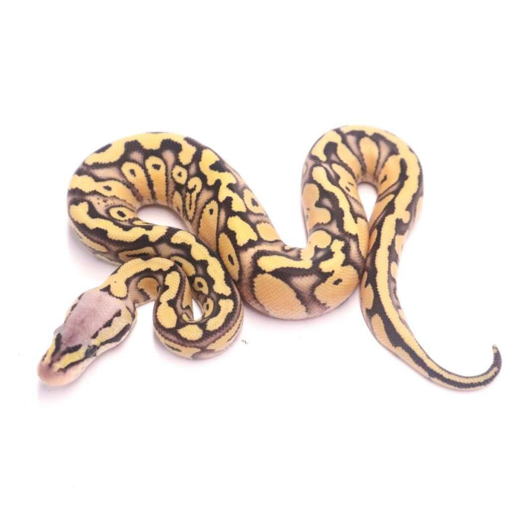 pastel-redstripe-yellowbelly-desert-ghost-poss-het-clown-YZ4TVPCQE0