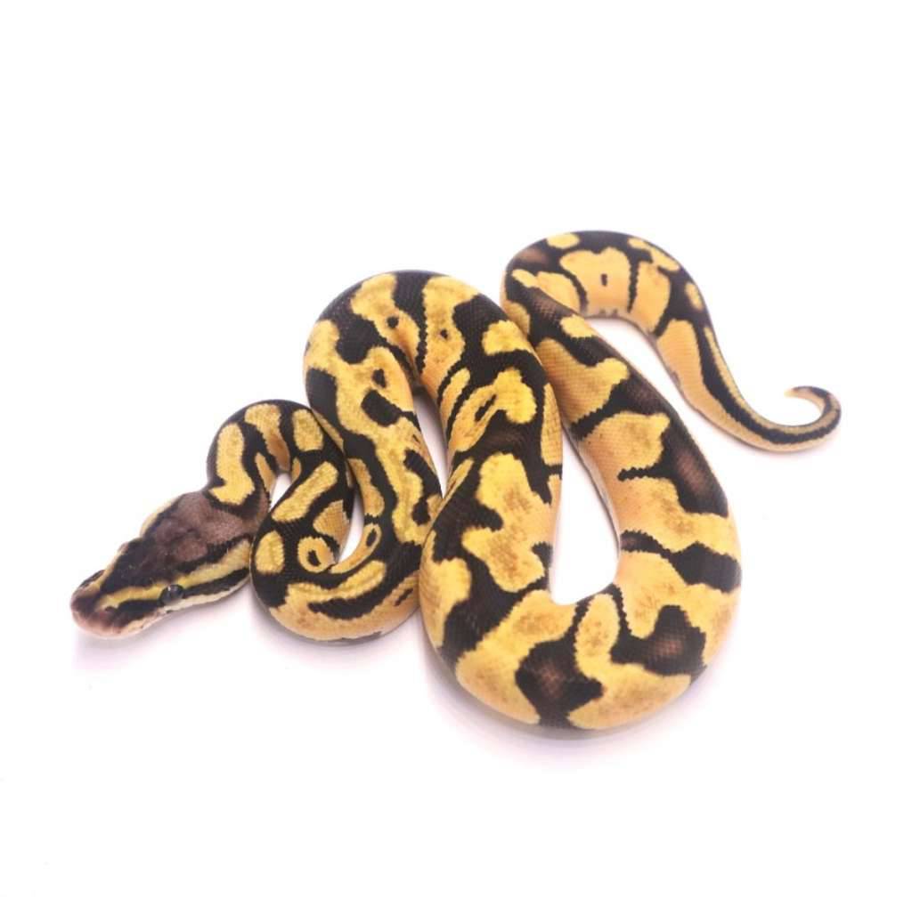 pastel-enchi-het-desert-ghost-poss-het-clown-JELJ49VZJ0