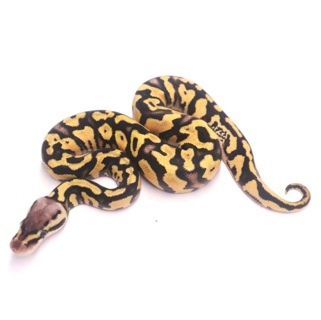 pastel-yellow-belly-het-desert-ghost-poss-het-clown-NY8JJZU4FW