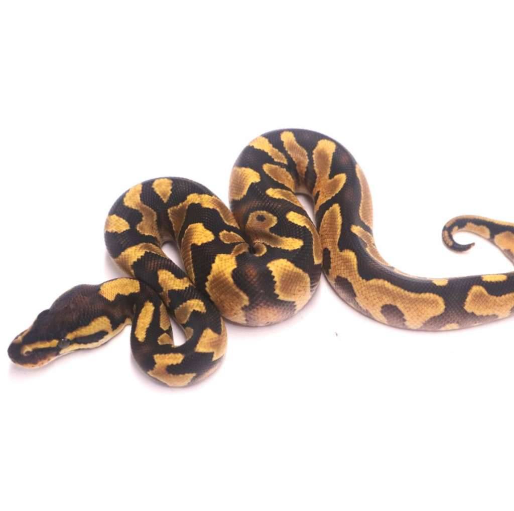 enchi-yellow-belly-het-desert-ghost-poss-het-clown-BLDWXHCQ86