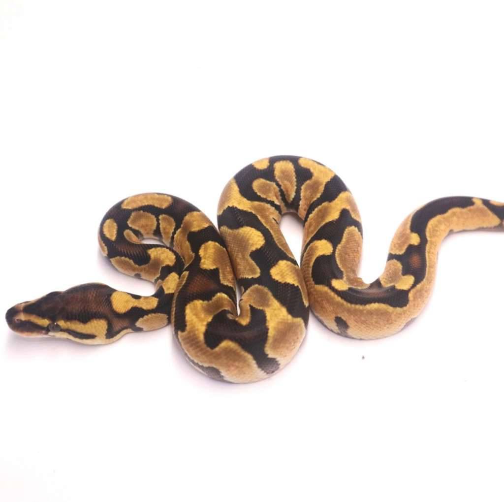 enchi-het-desert-ghost-poss-het-clown-OMWGLT3USY