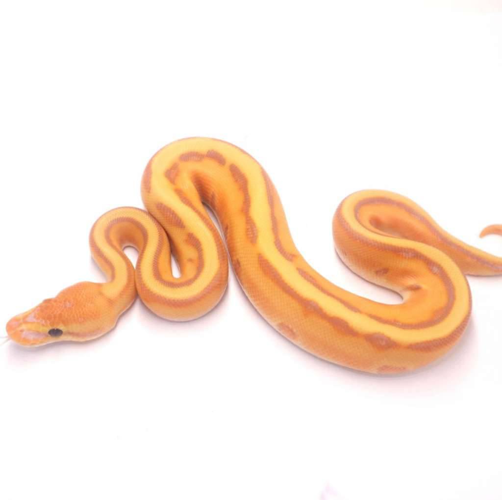 banana-orange-dream-genetic-stripe-8VRTDO4KHP