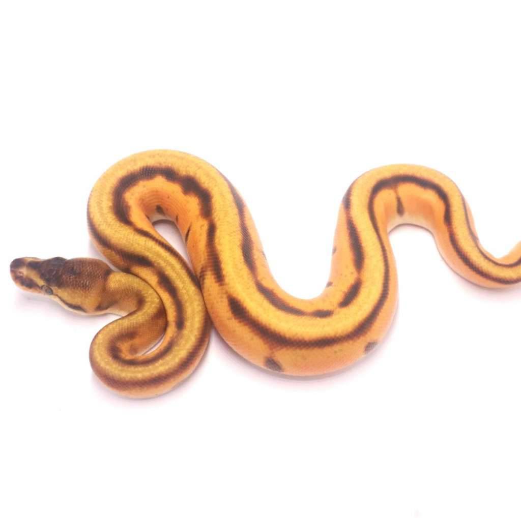 orange-dream-enchi-genetic-stripe-Y005GZI41K