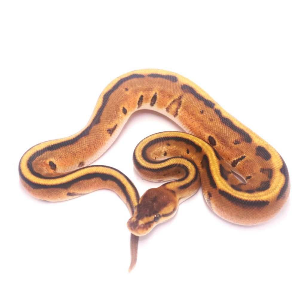 orange-dream-genetic-stripe-A21D6KEHFX