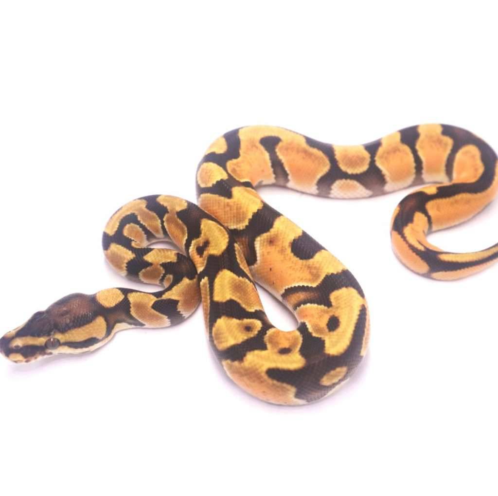 enchi-orange-dream-het-genetic-stripe-6AZMOINKPG
