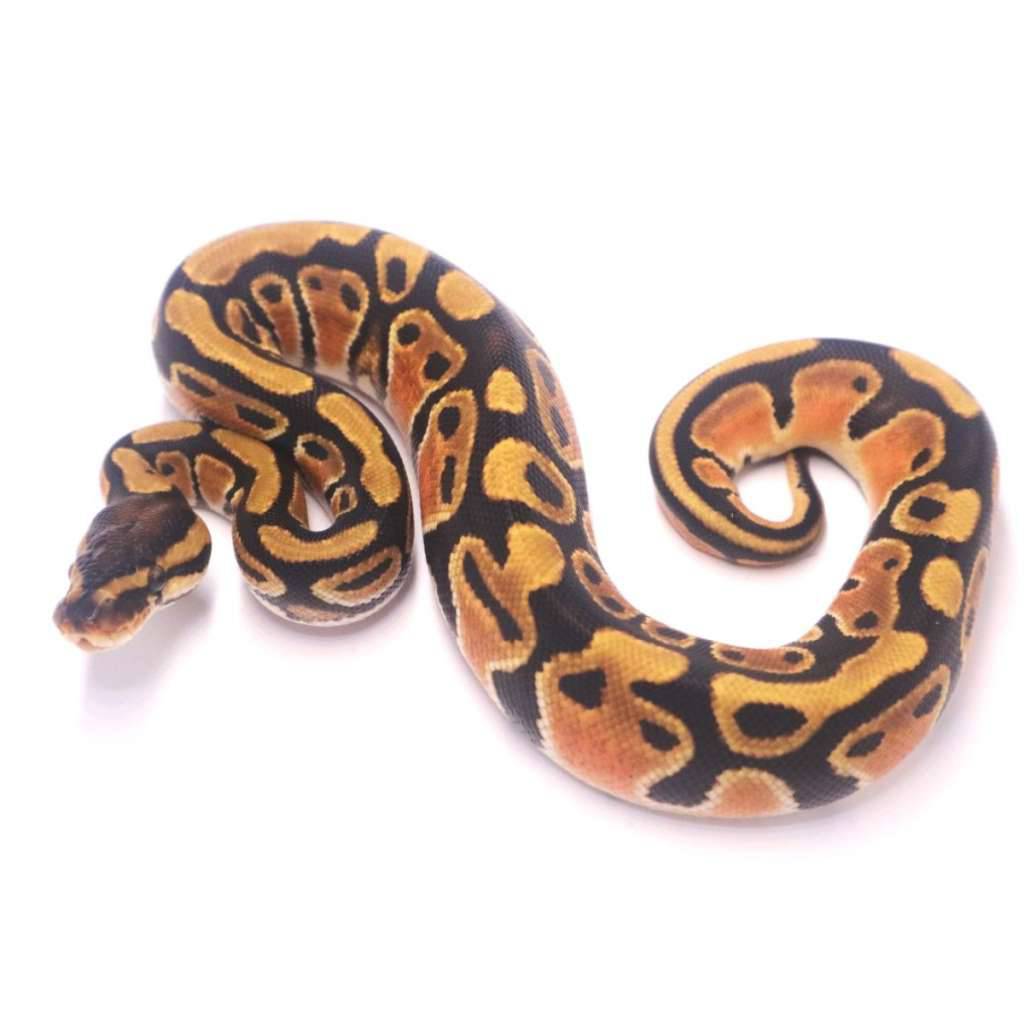 orange-dream-het-genetic-stripe-MDGVOHHPPK