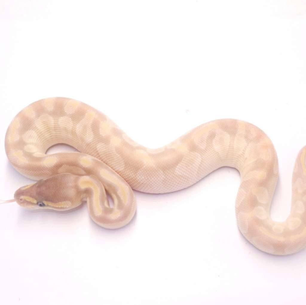 crystal-poss-het-monsoon-pied-8Y61J5OG1O