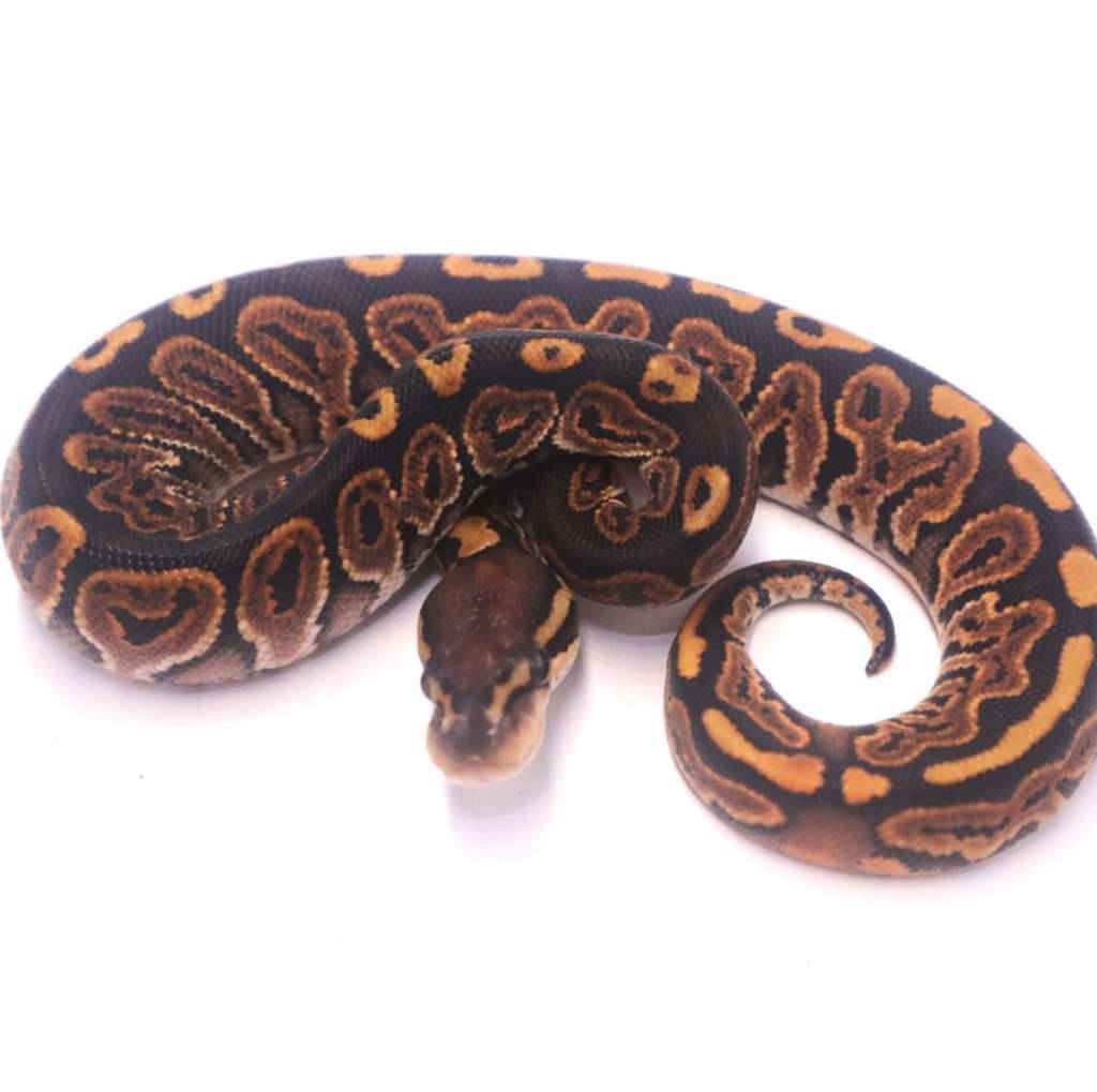 black-pastel-special-poss-het-monsoon-pied-AUT2S2FS7N