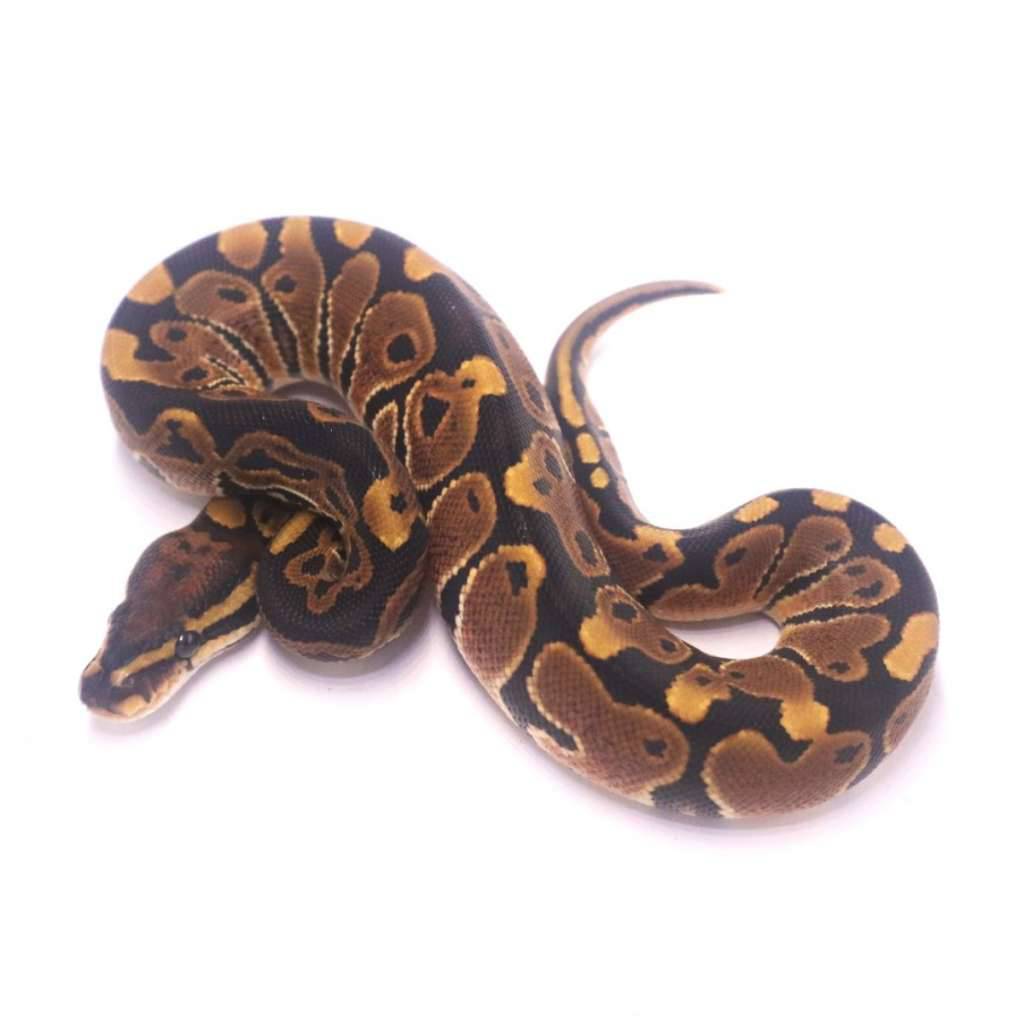 special-poss-het-monsoon-clown-PQPAO7VYX3