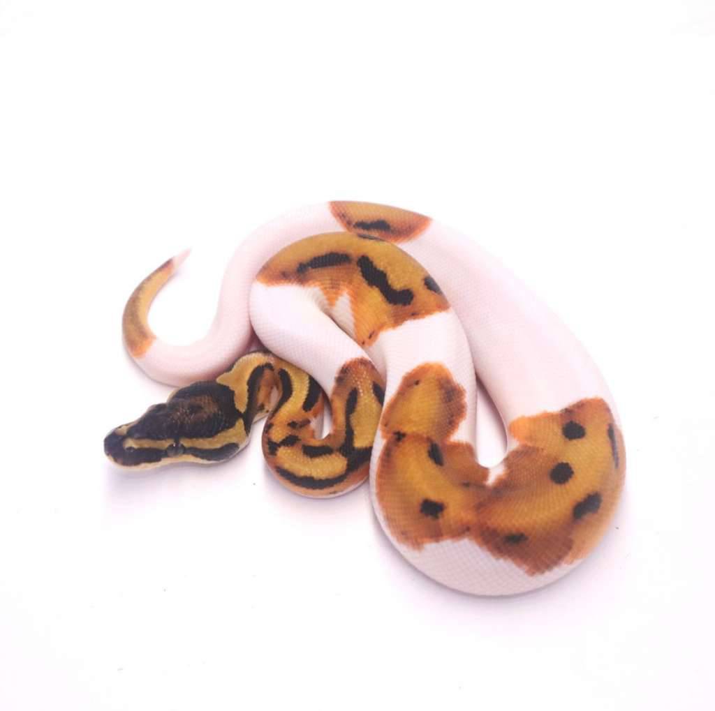orange-dream-enchi-pied-AEICVHGVQG
