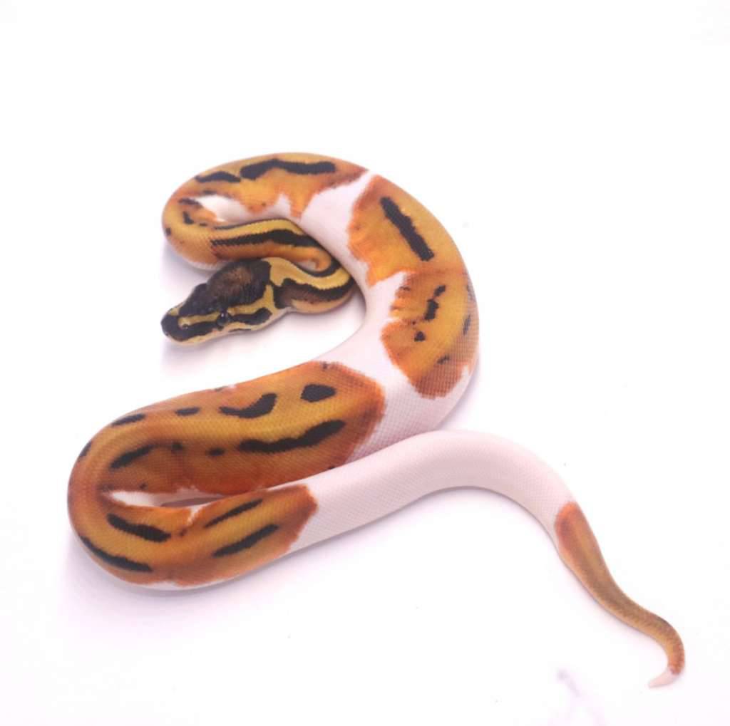 orange-dream-enchi-pied-QAX1SKFHEE
