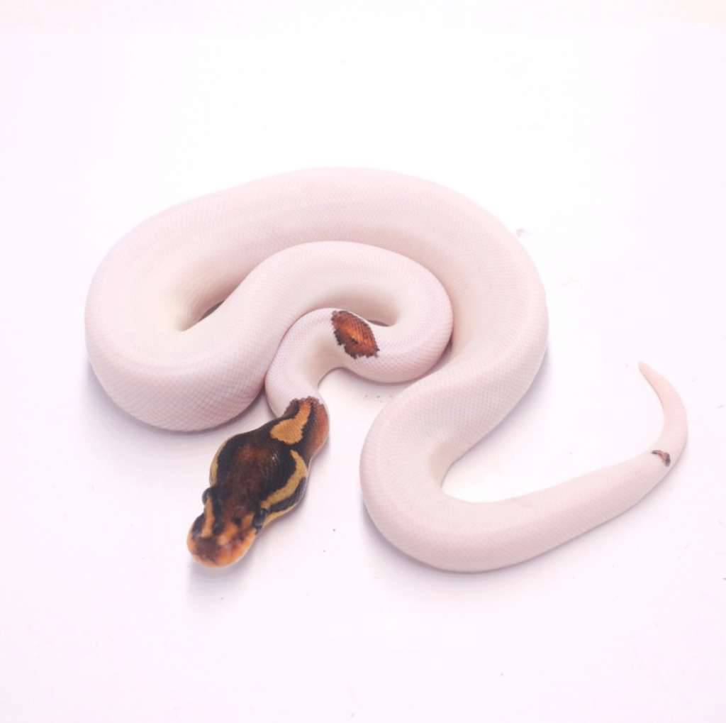 orange-dream-black-pastel-pied-GERT3EKDCJ