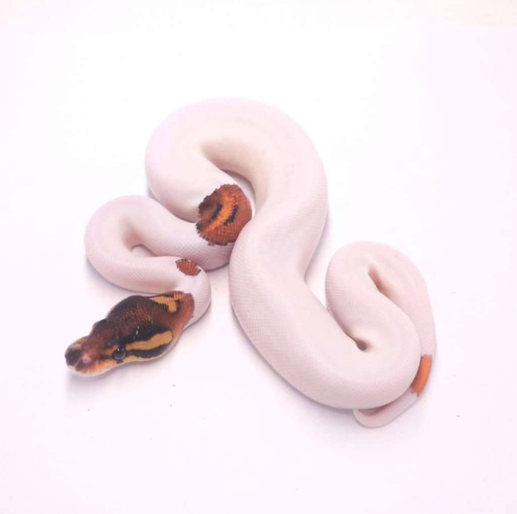 orange-dream-black-pastel-pied-YSCZC805ZL