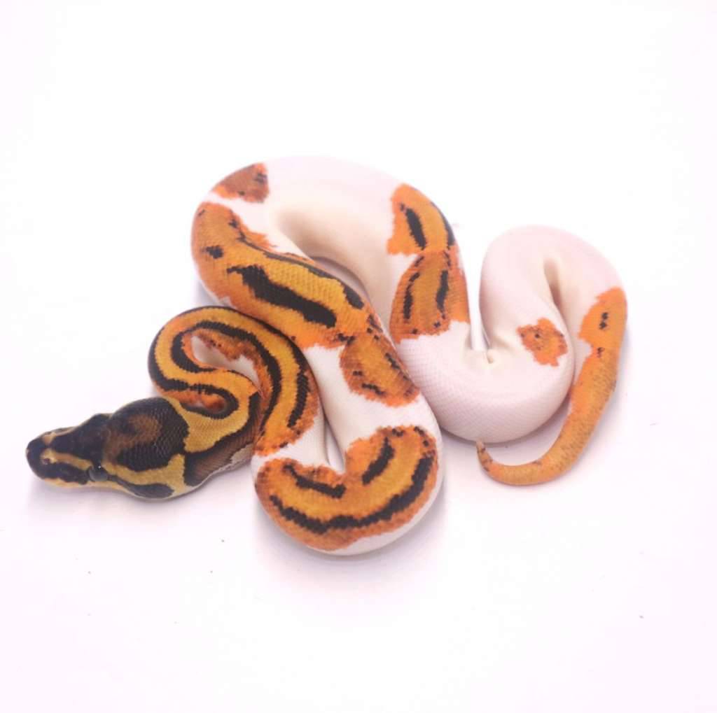 orange-dream-pied-YP659NQAUB