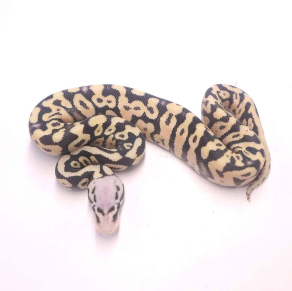 super-pastel-spotnose-desert-ghost-7EV7YZ7FYY