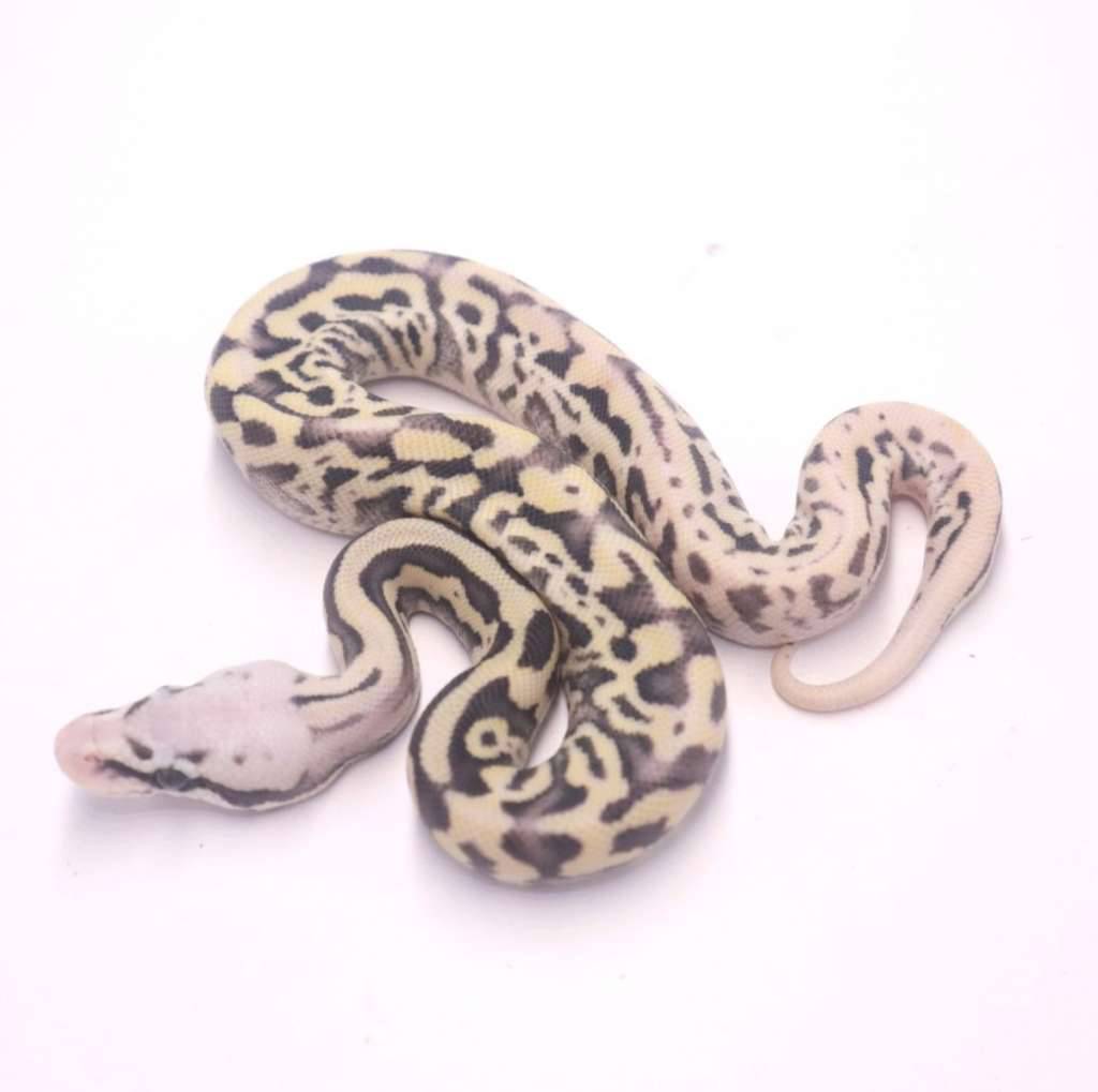 super-pastel-leopard-desert-ghost-R93H6LZ1TR