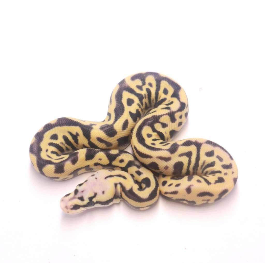 pastel-leopard-spotnose-desert-ghost-DPM3QIRF9P