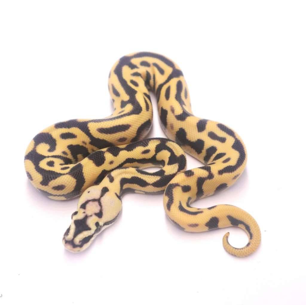 pastel-leopard-spotnose-desert-ghost-G0J0M9JKN6