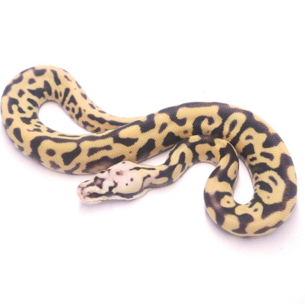 pastel-leopard-spotnose-desert-ghost-UJJV9XJYP4