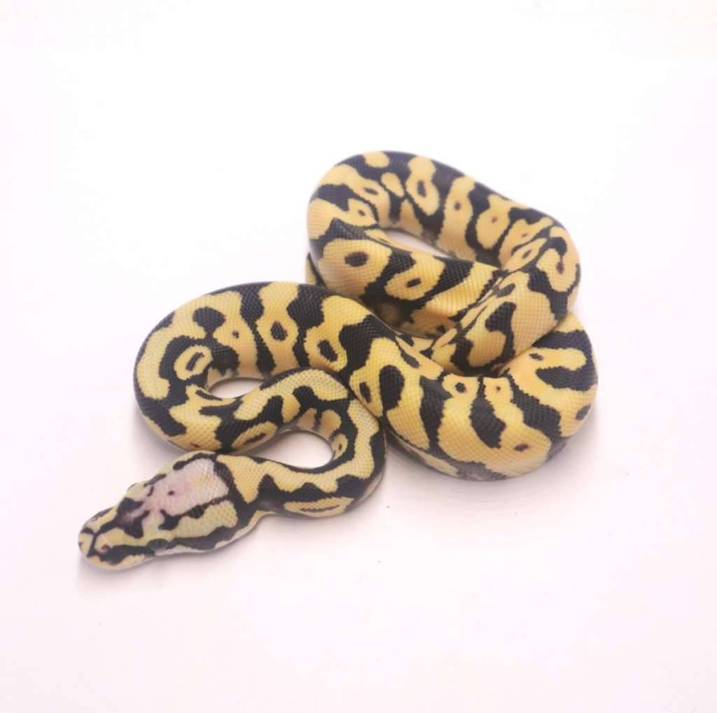 pastel-leopard-desert-ghost-XQOP0Z9WTM