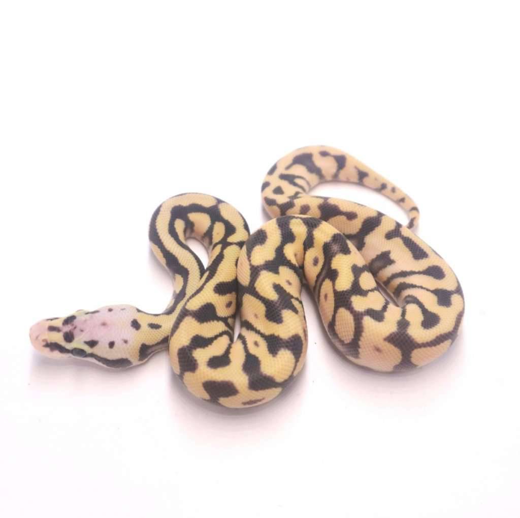 pastel-desert-ghost-VKRAW2R6Z5