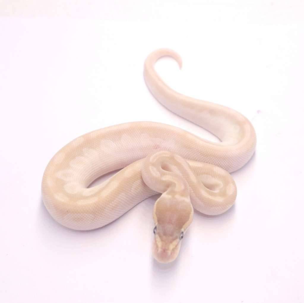 crystal-poss-het-monsoon-pied-JVVDFYIG5P