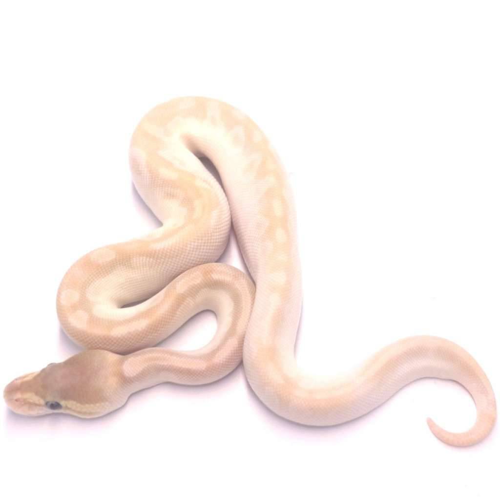 crystal-poss-het-monsoon-pied-OWN13TIHCB