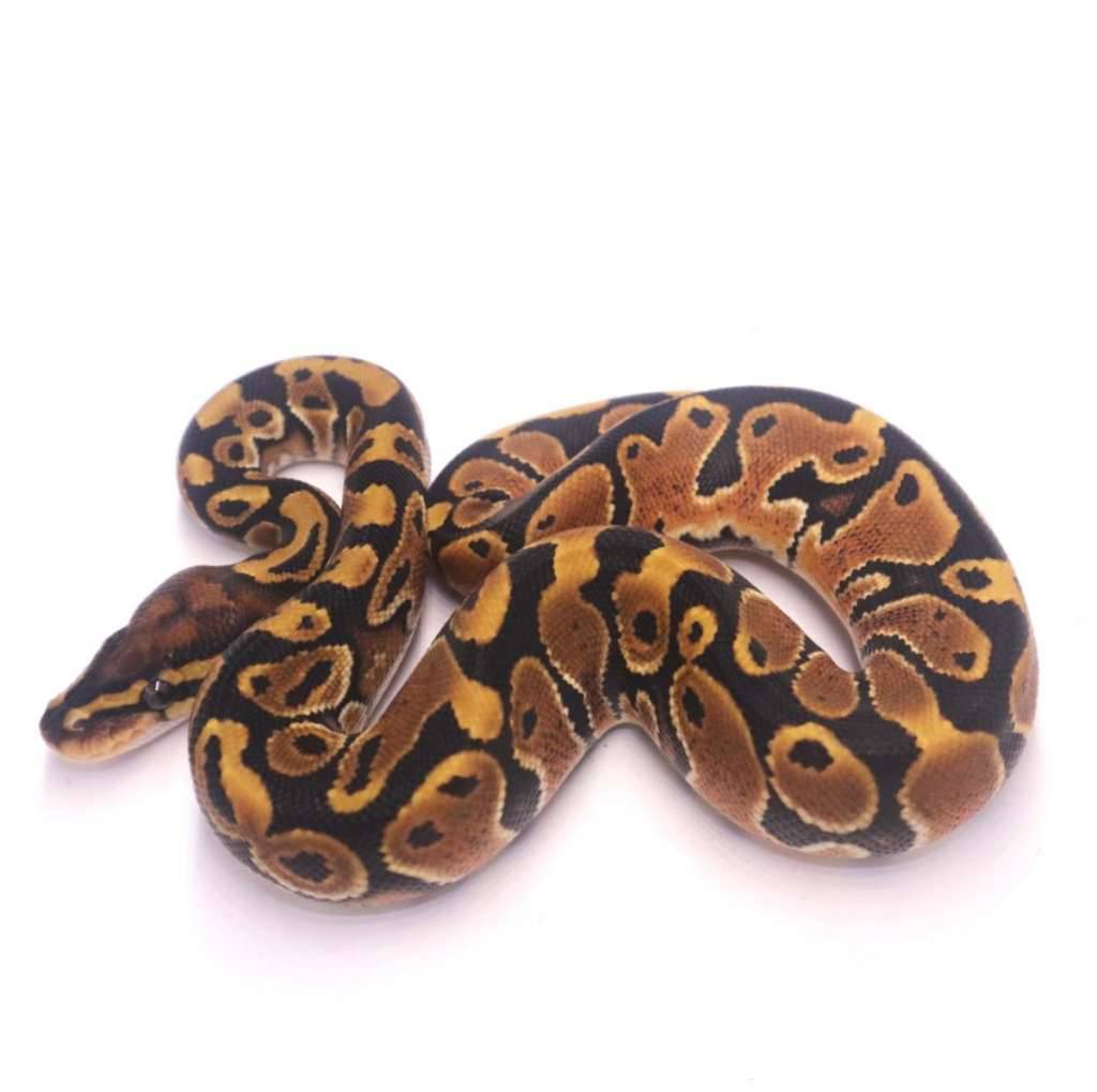 special-poss-het-monsoon-pied-ENJ8ZYLHQF