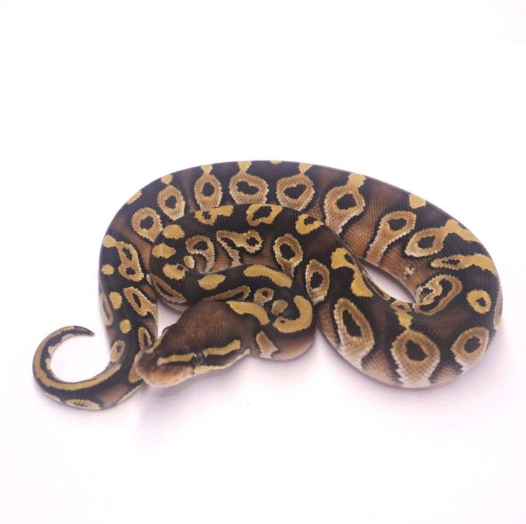 mojave-poss-het-monsoon-pied-SQDFCG68C6