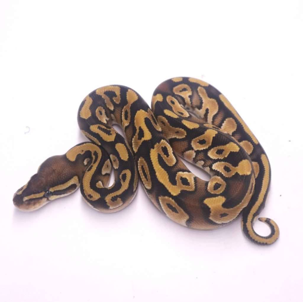 mojave-poss-het-monsoon-pied-BWWEMM1621