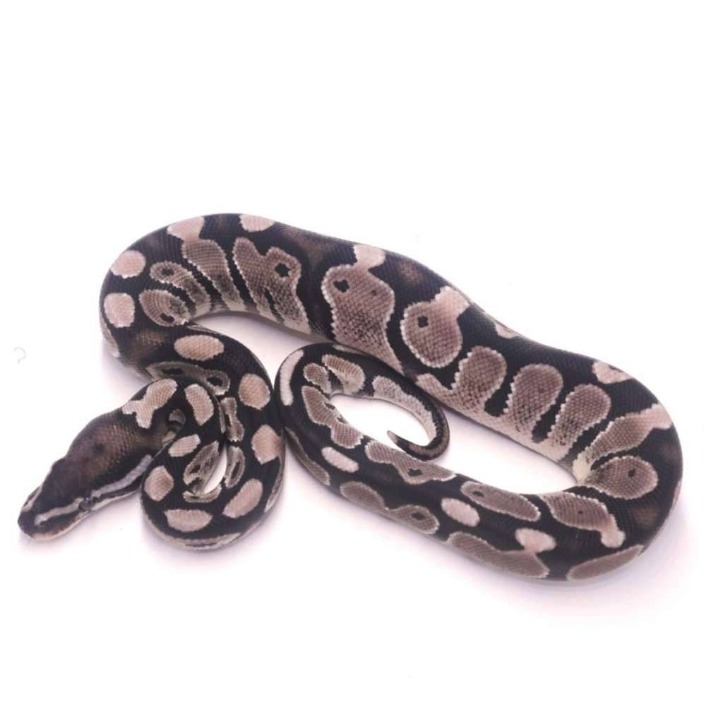 axanthic-het-pied-7901HYBDYZ