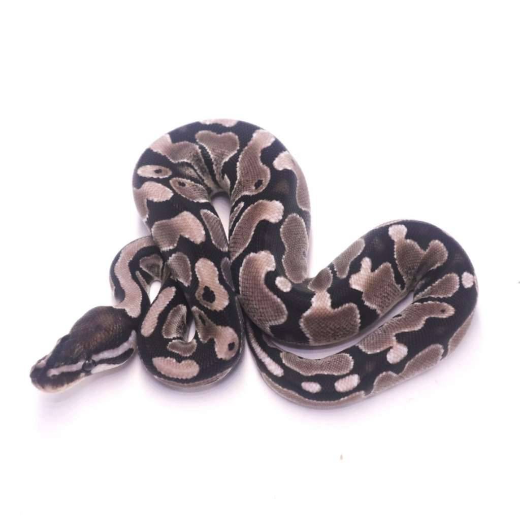 axanthic-het-pied-P0YIZLIZJQ