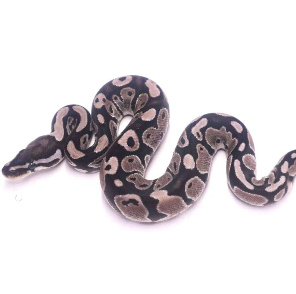 axanthic-het-pied-XNZW740PR3